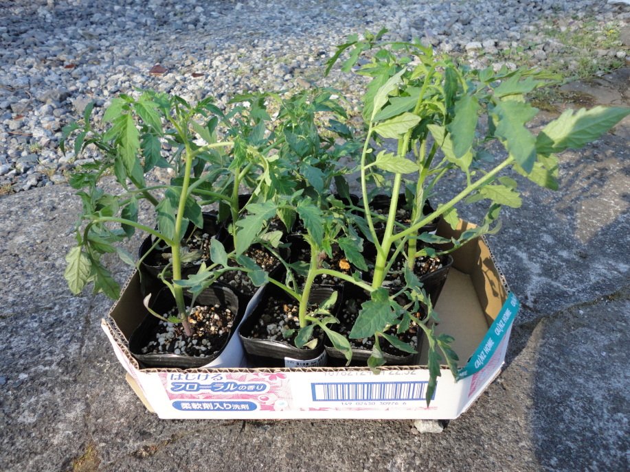 植え付け前のトマトの苗
