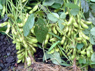 えだまめ 枝豆 の育て方 栽培方法 マメ科 家庭菜園 野菜づくり事典