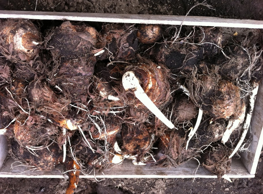 さといも 里芋 の育て方 栽培方法のコツ サトイモ科 家庭菜園 野菜づくり事典