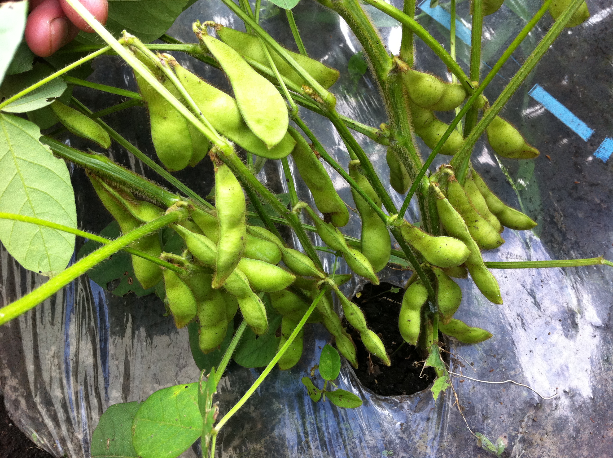 枝豆の初収穫①（撮影日：07/07）