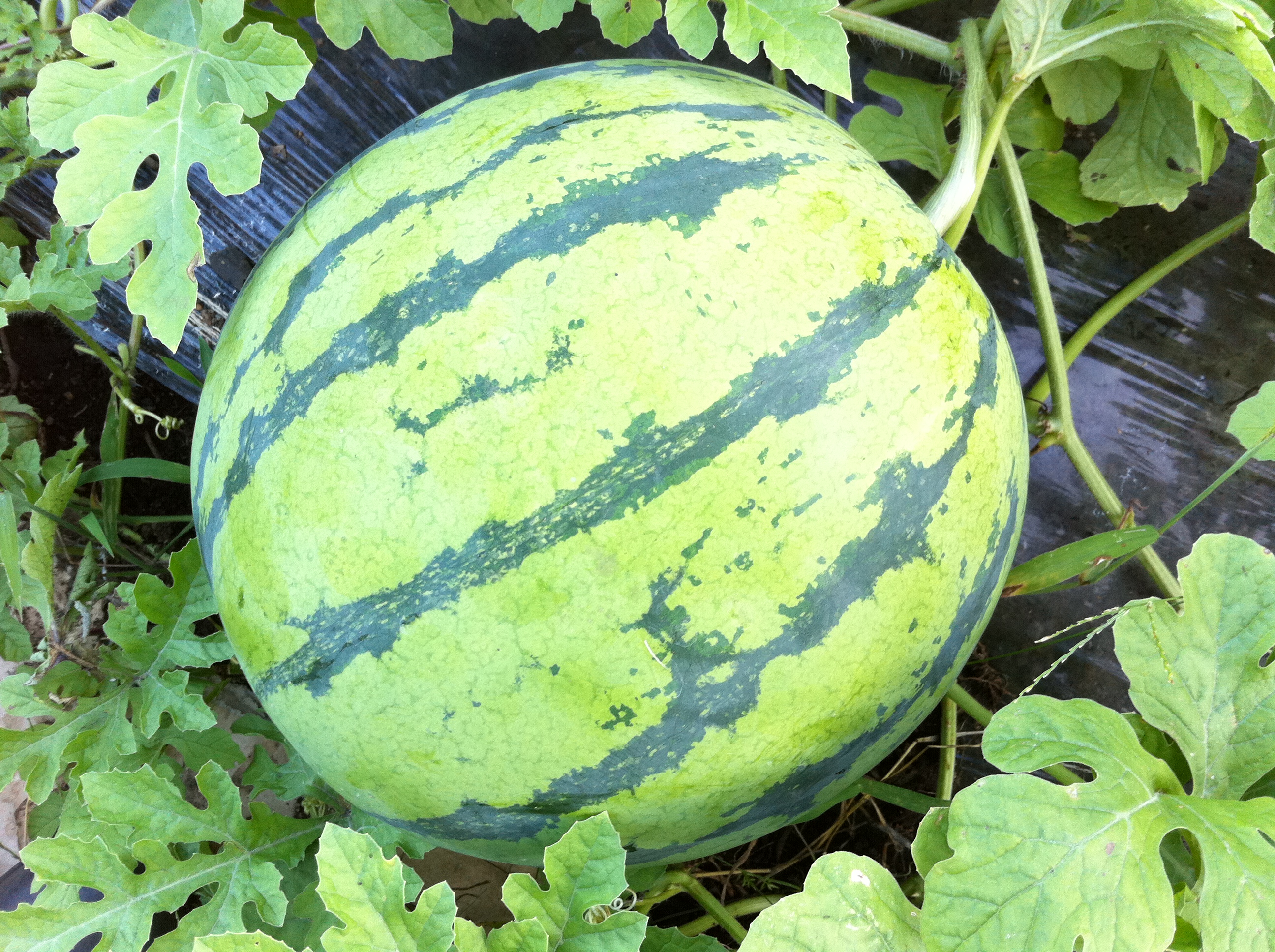 すいか 西瓜 の育て方 栽培方法 ウリ科 家庭菜園 野菜づくり事典