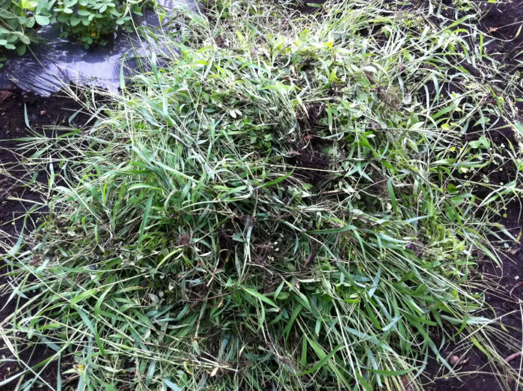 除草した雑草の山