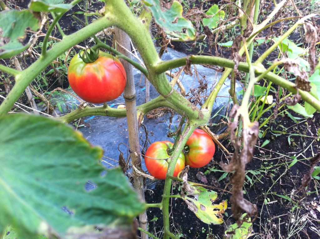 トマトの初収穫②（7月2日）
