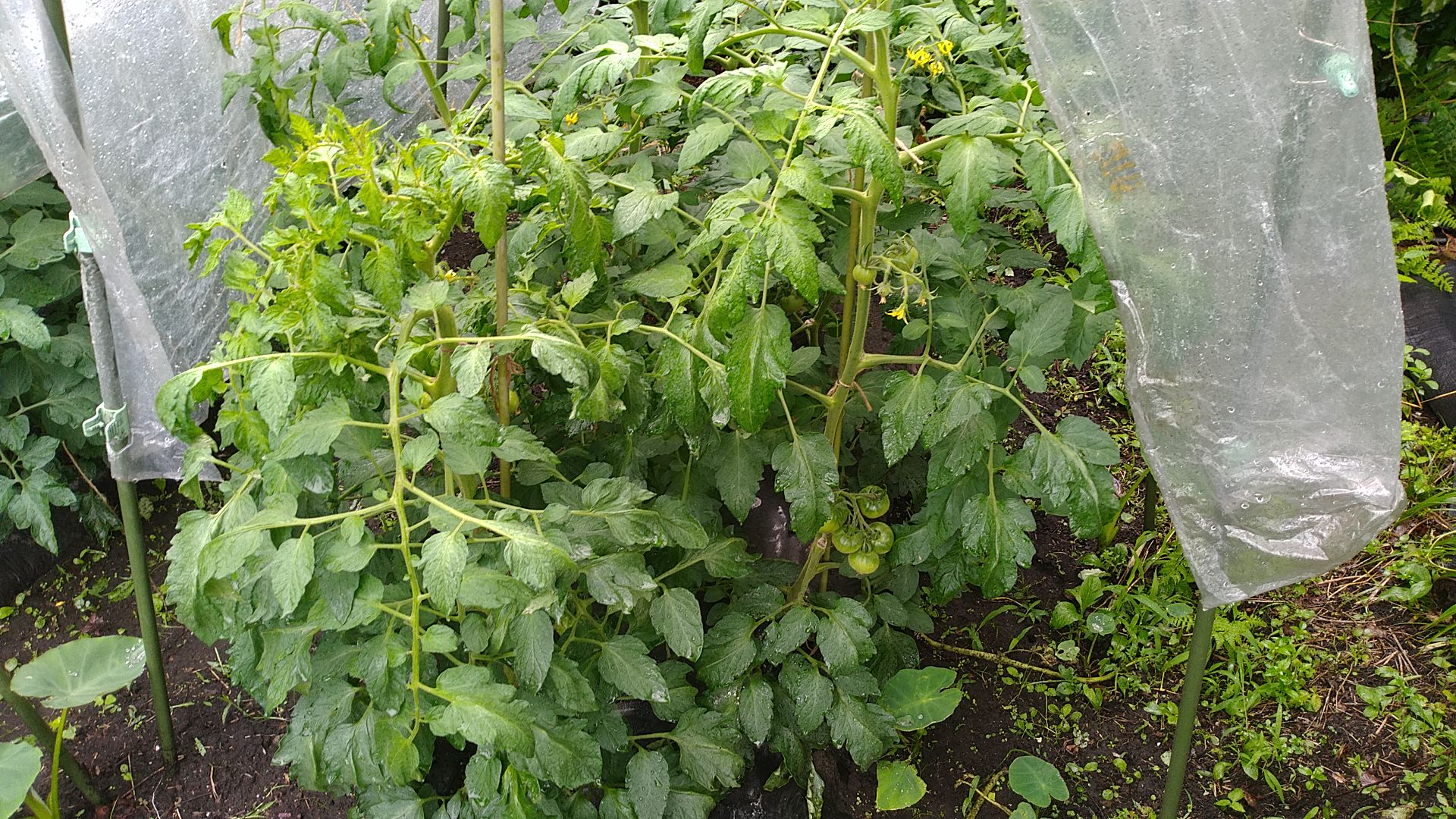 トマト ミニトマト の栽培方法 育て方のコツ ナス科 家庭菜園 野菜づくり事典