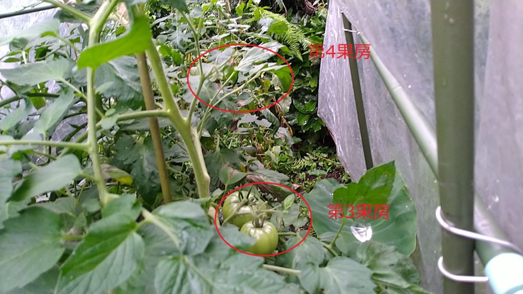 トマトの第3第4果房