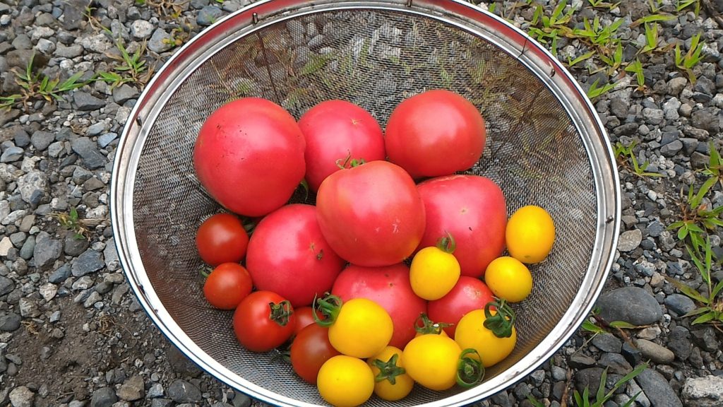 赤トマトと黄トマトの収穫