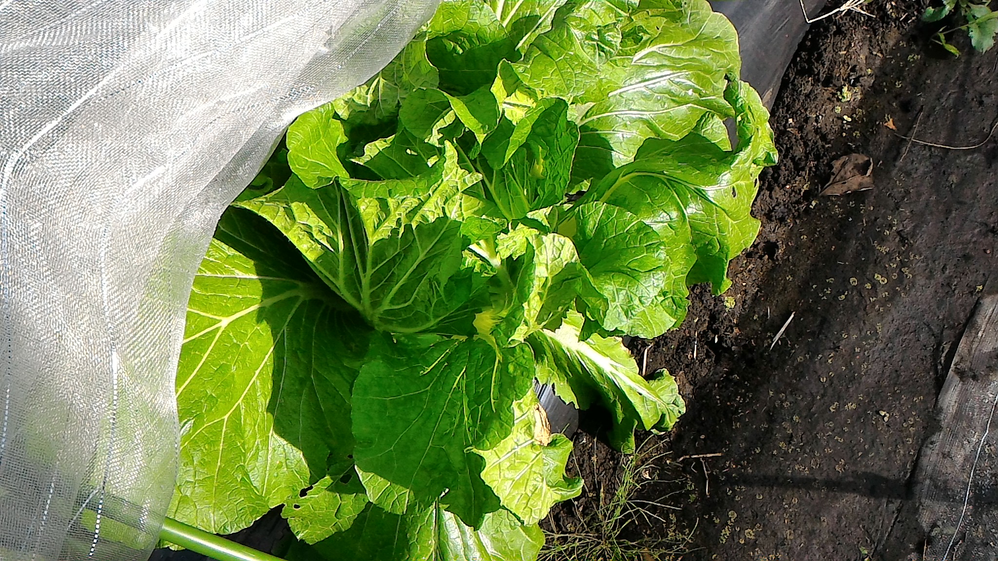 はくさい 白菜 の育て方 栽培方法 アブラナ科 家庭菜園 野菜づくり事典