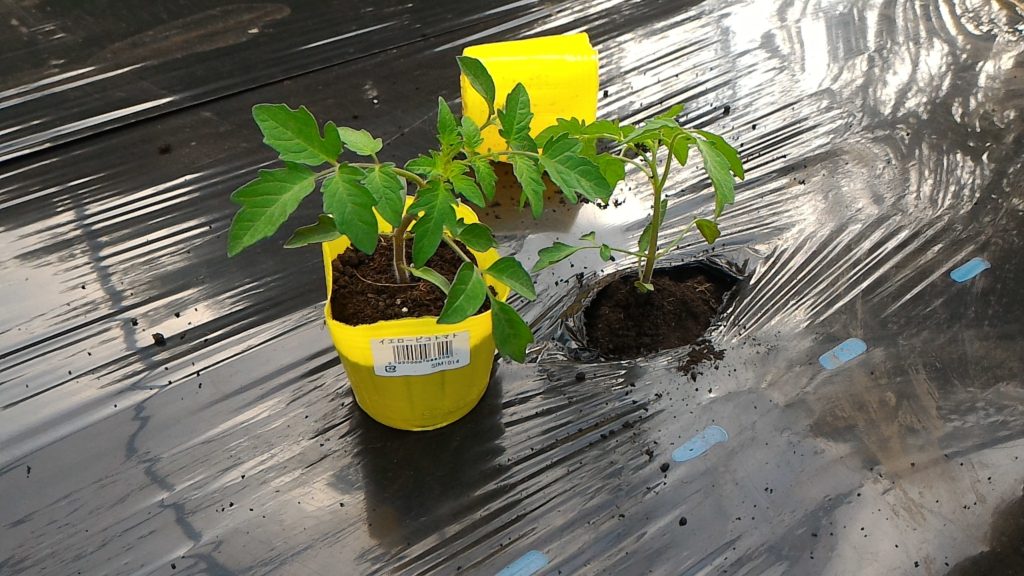 トマトの苗の植え付け