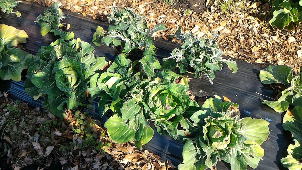 秋まき春どりキャベツの生育状況①（2月25日）