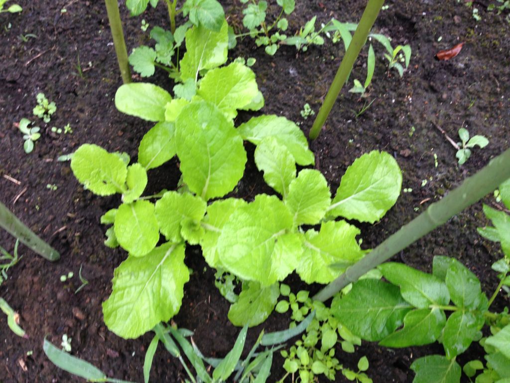 間引きした白菜の生長（10月3日）