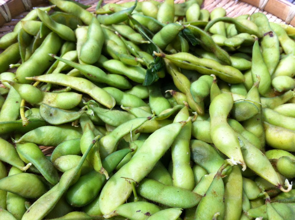 最後の枝豆を収穫して塩茹で（7月13日）