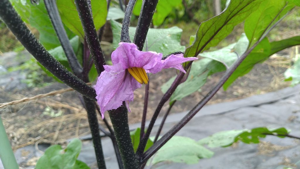 なすの花の短花柱花②