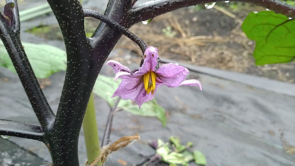 なすの花（短花柱花）