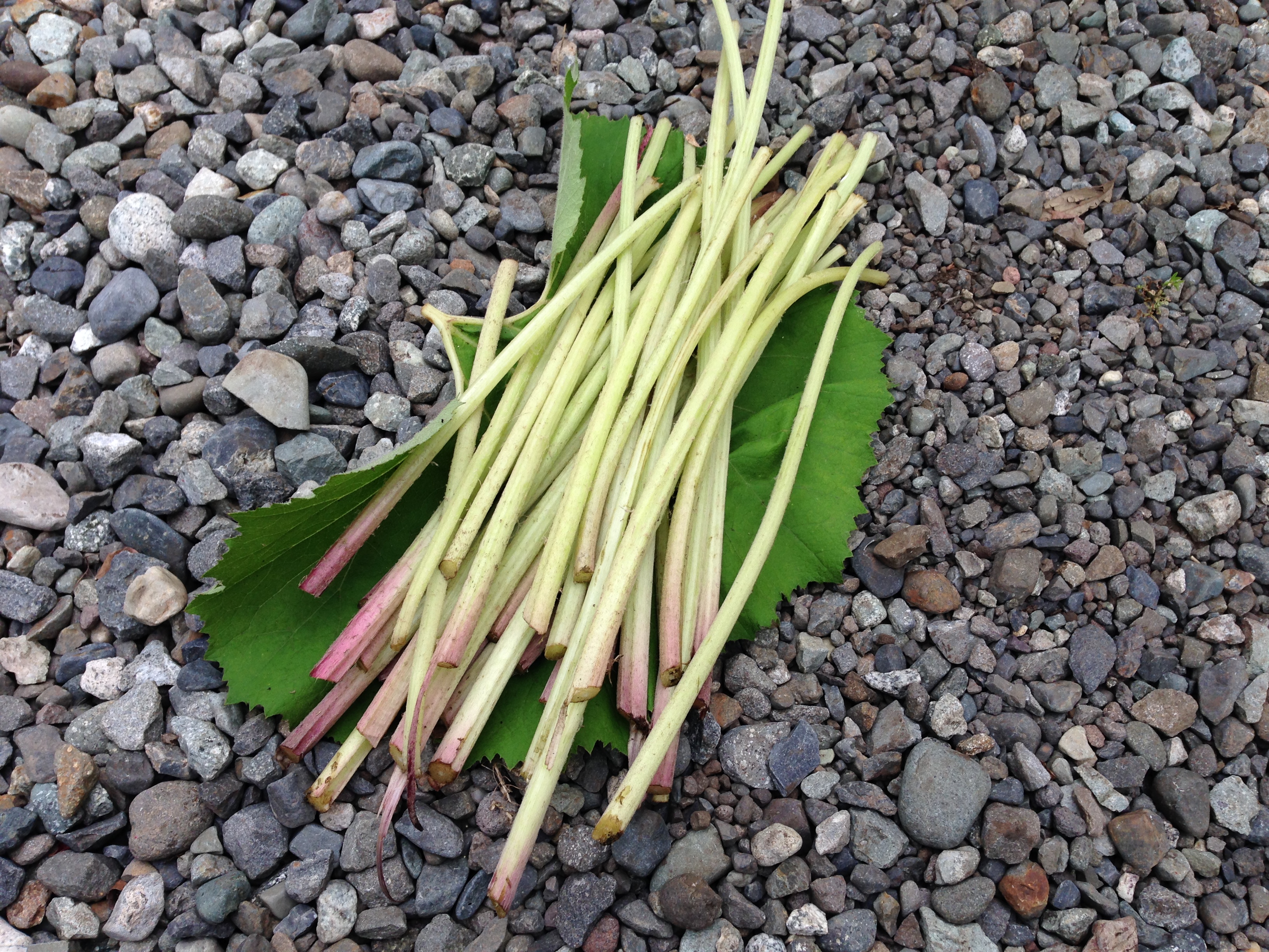 ふきの収穫（5月4日）