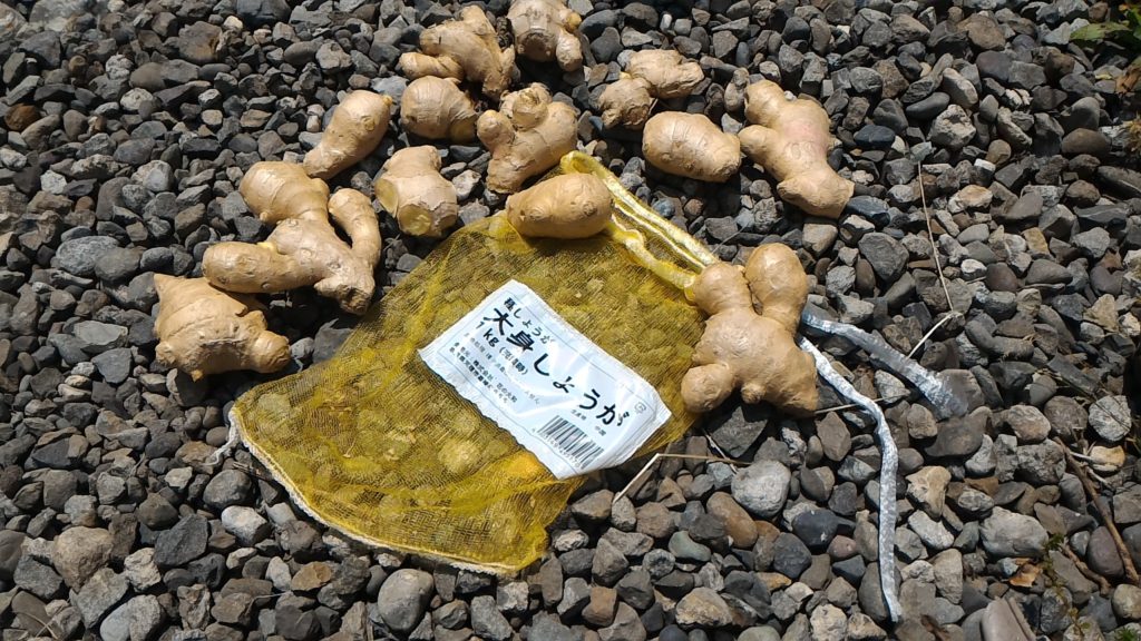 大身しょうがの種しょうが（5月12日）