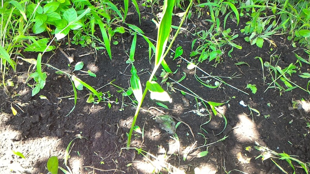 種しょうがの発芽①（7月15日）