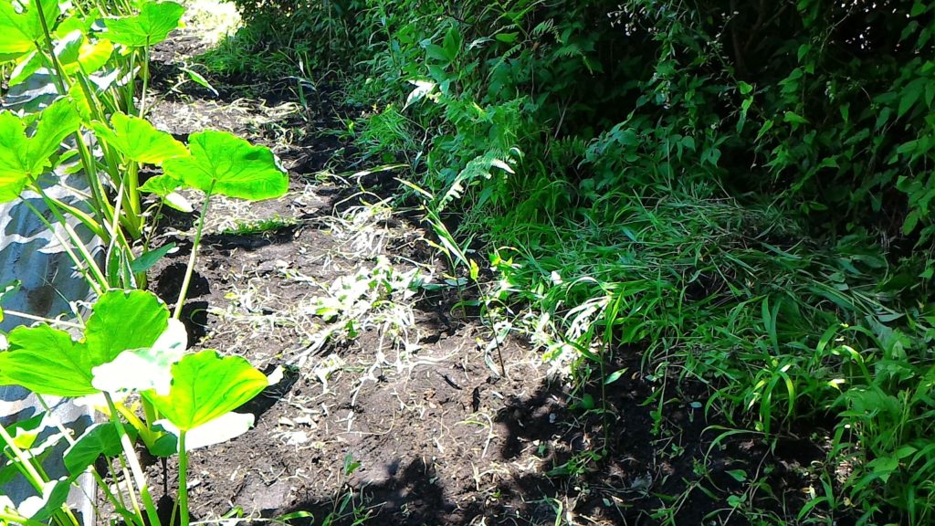 種しょうがの発芽③（7月15日）