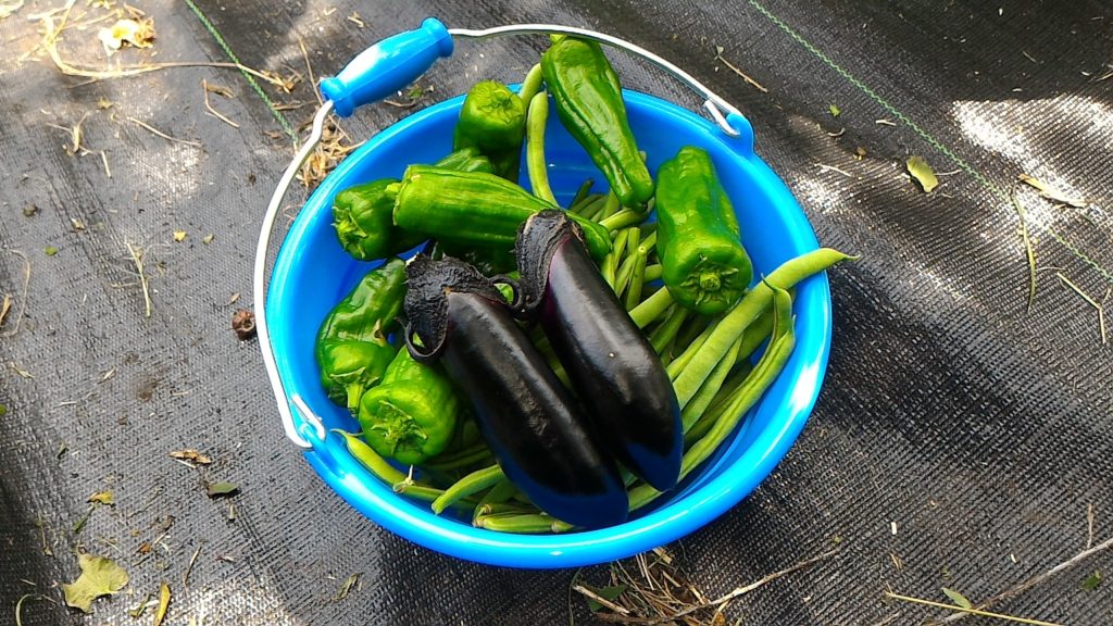 夏野菜の収穫（6月24日）