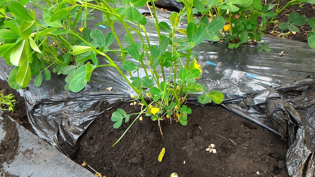 落花生のマルチ剥がし①（7月9日）