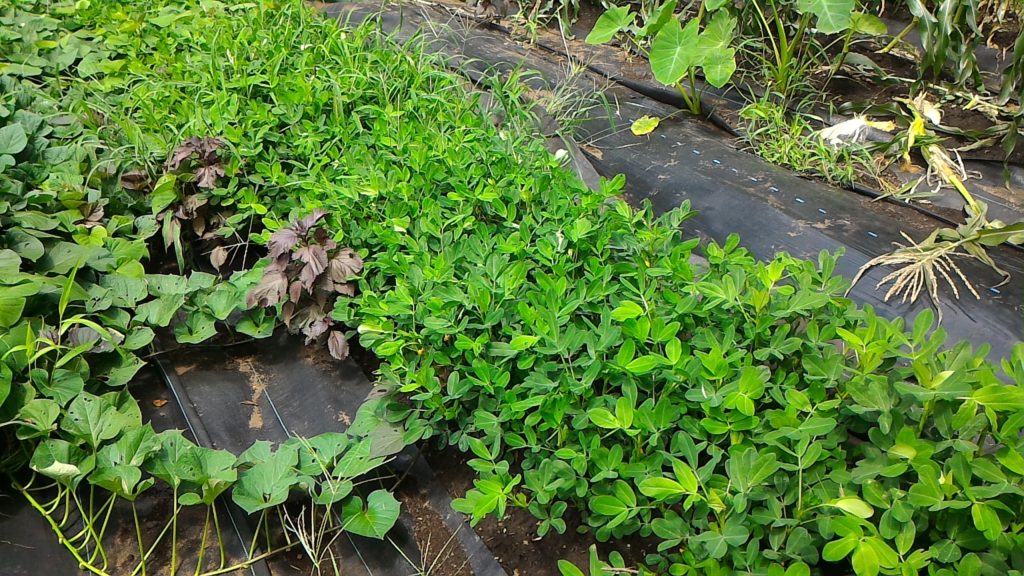 落花生の開花後の生育状況①（7月30日）