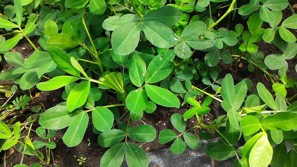 落花生の開花後の生育状況③（7月30日）