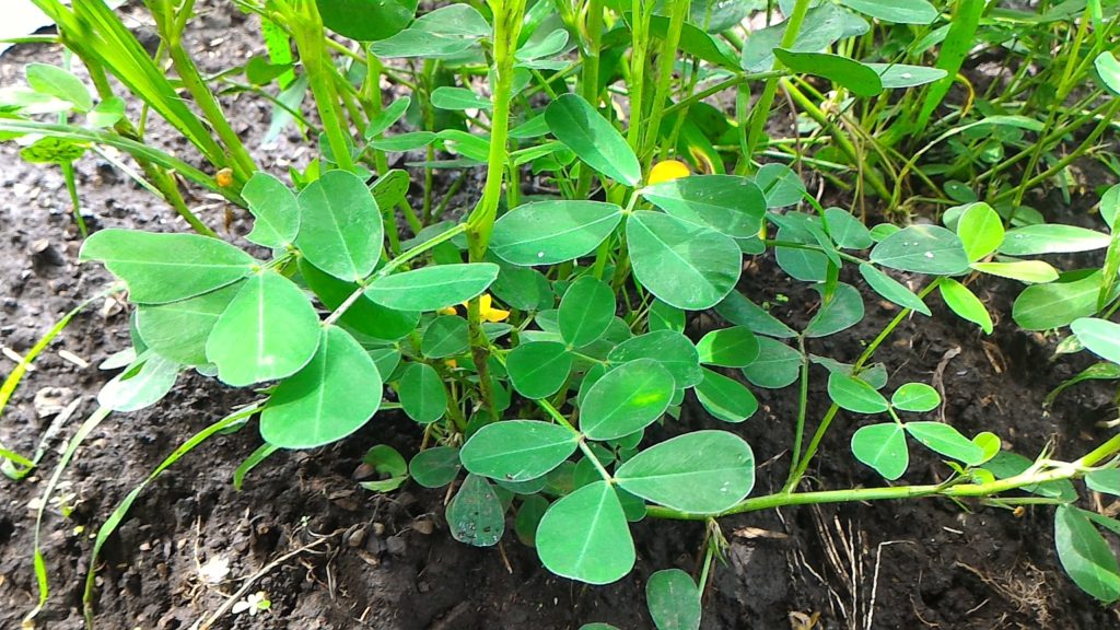 落花生の開花後の生育状況④（7月30日）