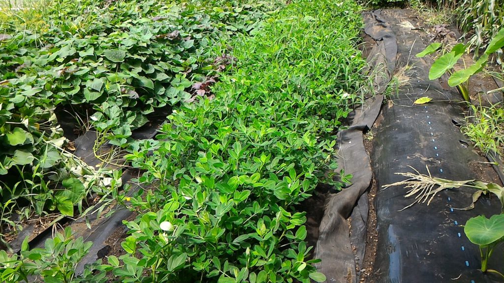 落花生の開花後の生育状況⑤（7月30日）