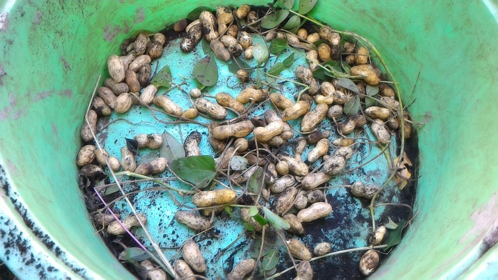 株から落花生の莢を採る①（10月8日）