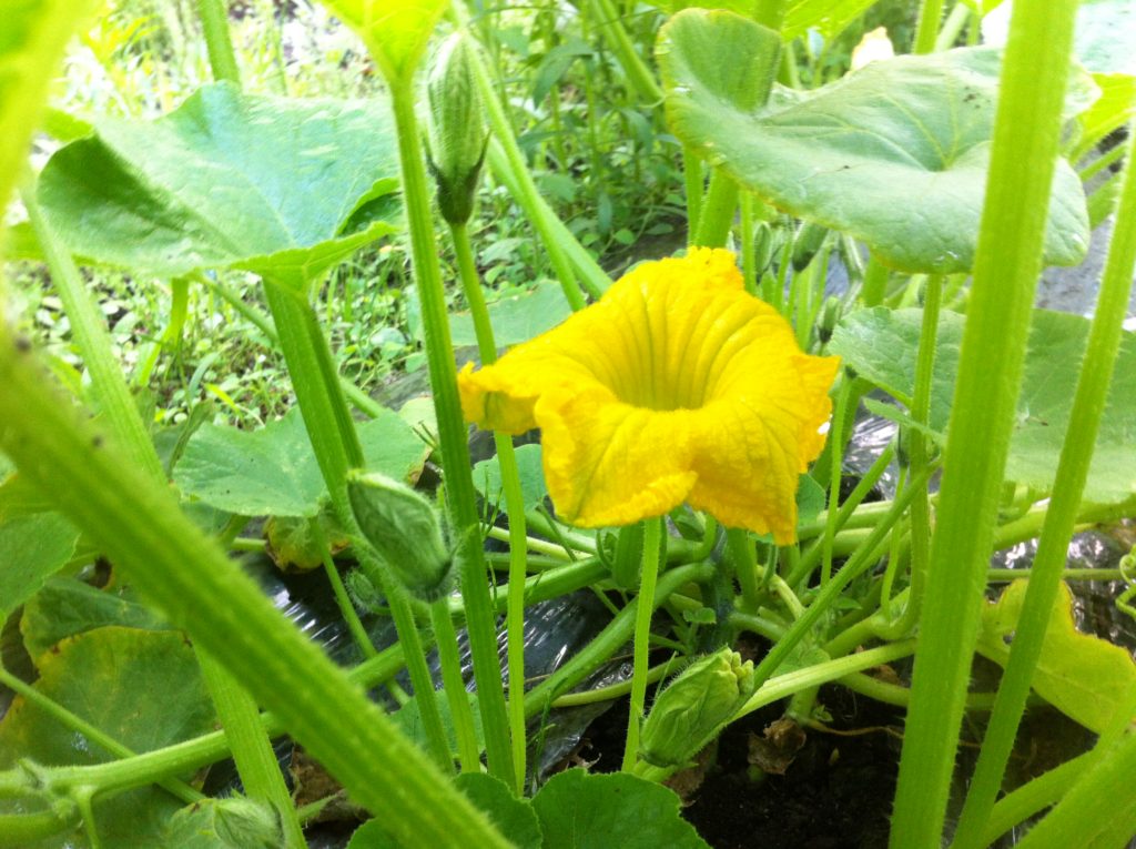 かぼちゃの雄花と人工授粉