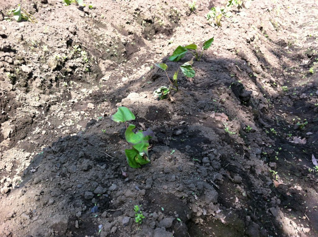 植え付け後のさつまいもの定着②（5月27日）