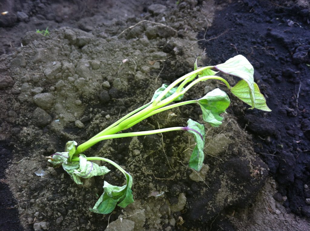 さつまいも苗の斜め植え