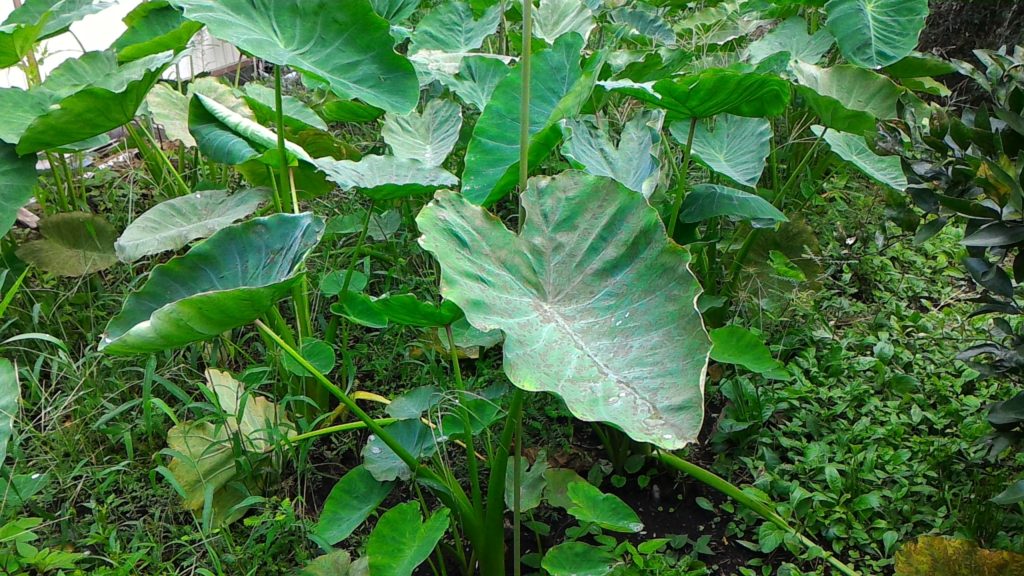 収穫間近の里芋①（9月6日）