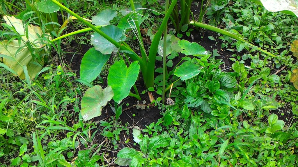 収穫間近の里芋③（9月6日）