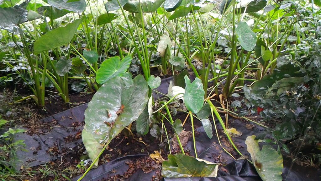 生育旺盛な里芋（10月2日）