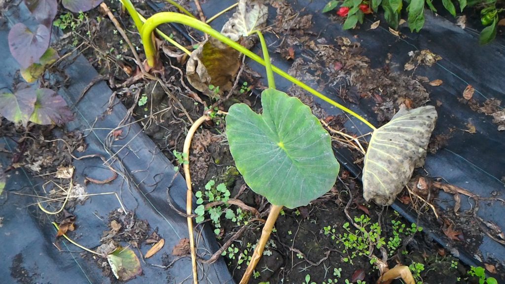 収穫適期の里芋①（11月18日）