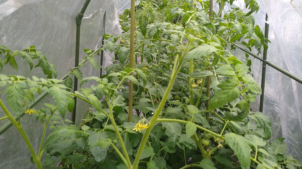 トマトの肥料不足の症状（6月27日）