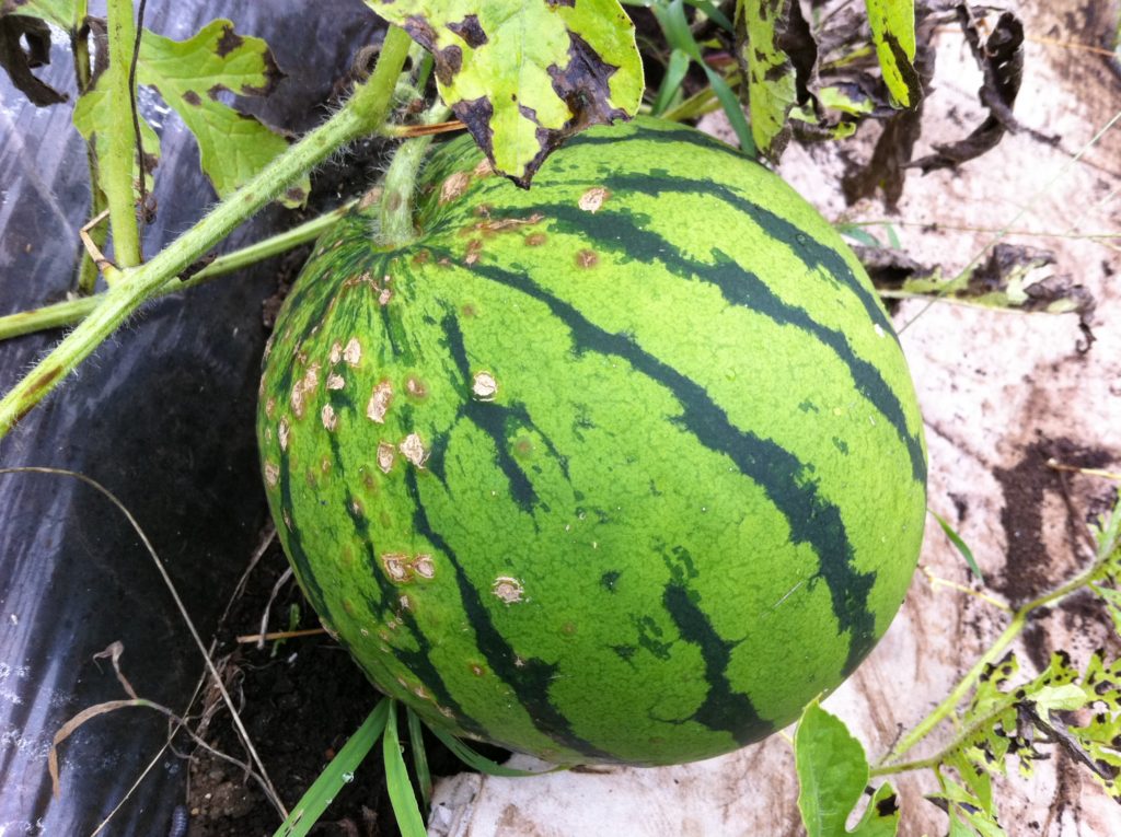 病気が発生したすいか