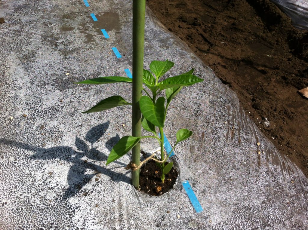 ピーマンの苗の植え付け（支柱と誘引）